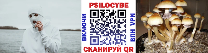 Галлюциногенные грибы Psilocybine cubensis  Тайшет 